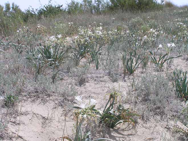 Pancratium maritimum / Giglio di mare, Pancrazio